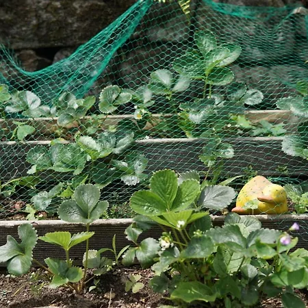 Almademencia * Ποντεβέντρα